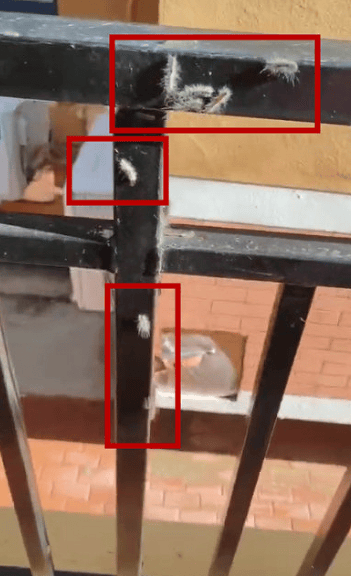 头皮发麻<strong></p>
<p>日信证券</strong>！大连一小区栏杆上出现白色的毛毛虫……