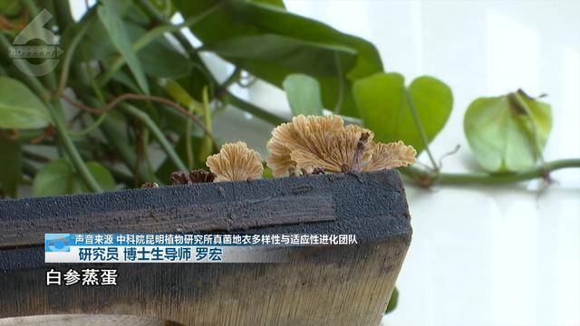 “可以蒸蛋”！昆明一女子家中搓衣板上长菌<strong></p>
<p>证券投资基金业协会</strong>，品种竟是……