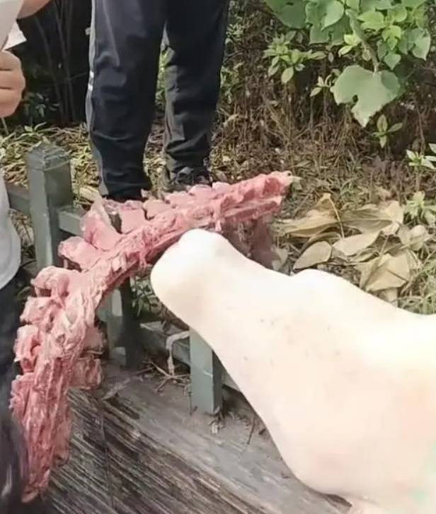 四川自贡一小学被曝使用发臭猪肉<strong></p>
<p>虚拟币预测</strong>，官方通报：已封存，正在检测