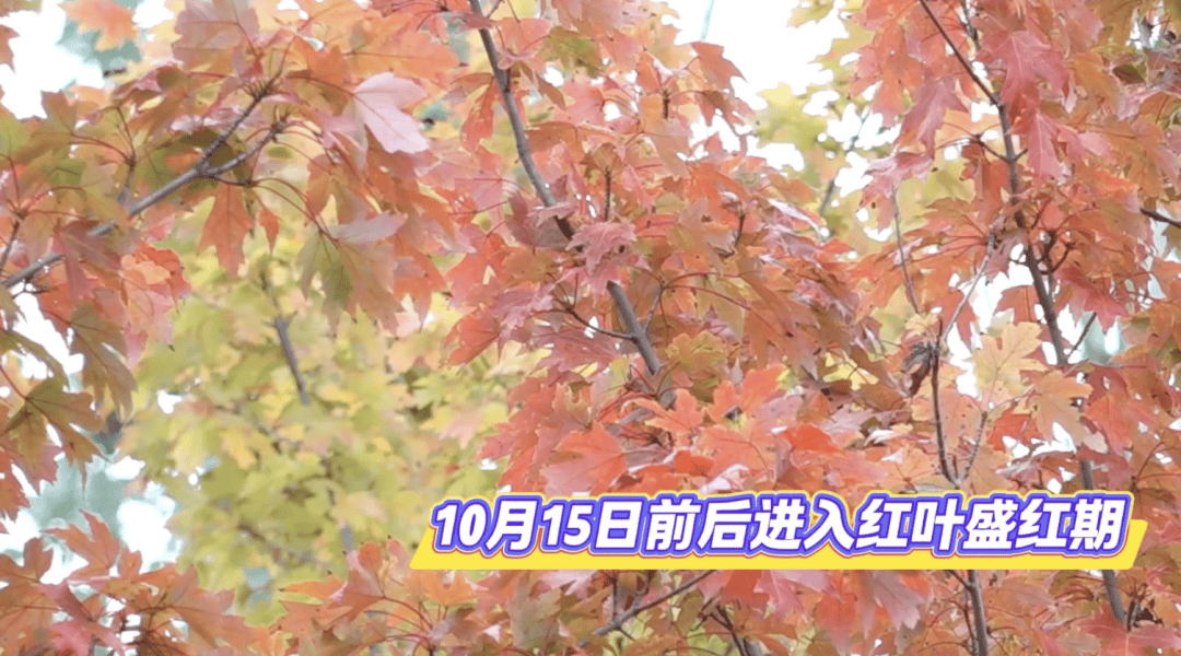 北京将迎新一轮秋雨<strong></p>
<p>聚币网虚拟币</strong>，赏红期预告来了！
