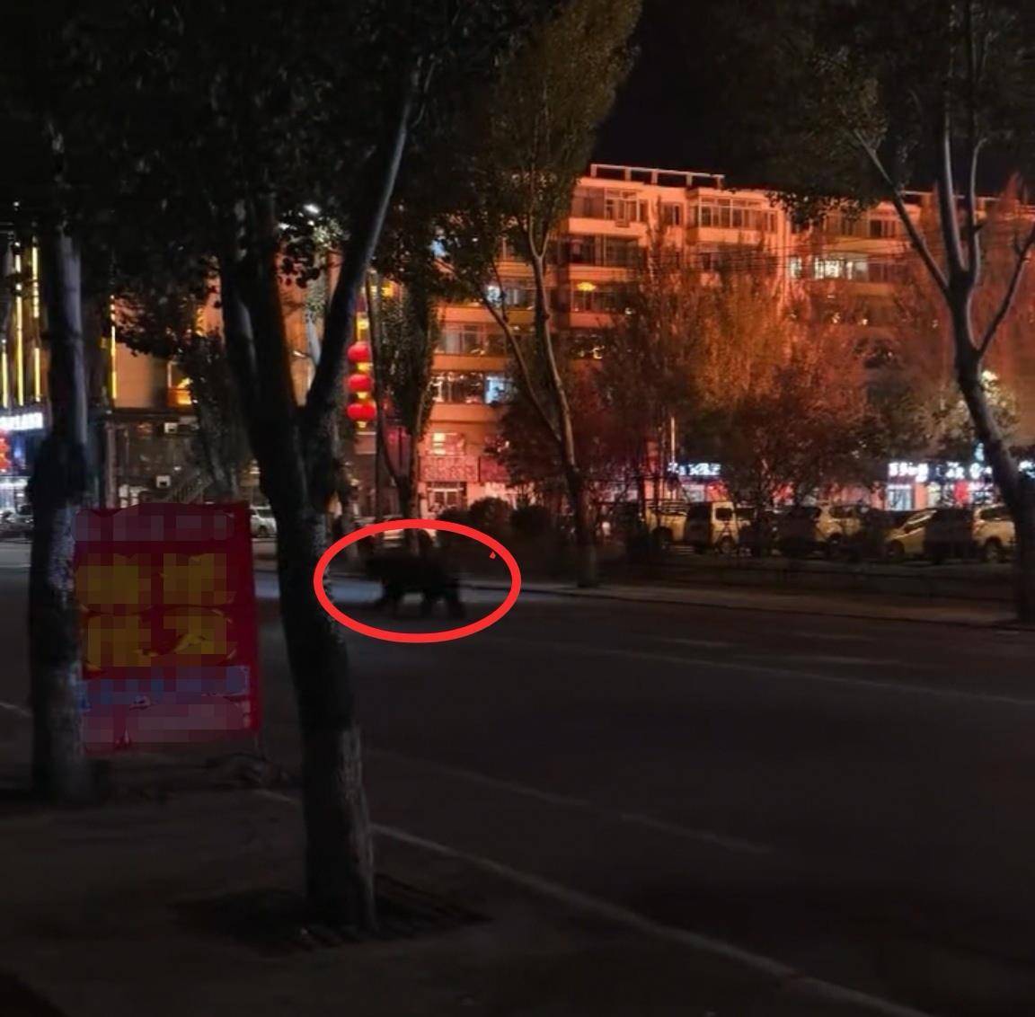 大黑熊夜里独闯黑龙江一县城闹市区<strong></p>
<p>虚拟币走势图</strong>,警方连开10多枪击毙,回应为何没用麻醉枪