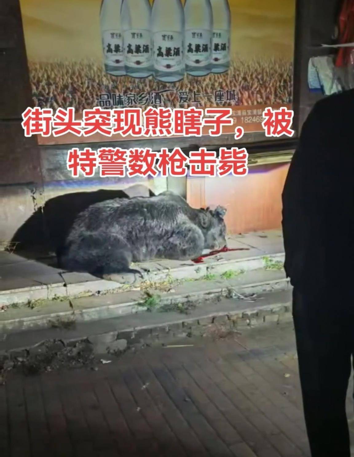 大黑熊夜里独闯黑龙江一县城闹市区<strong></p>
<p>虚拟币走势图</strong>,警方连开10多枪击毙,回应为何没用麻醉枪