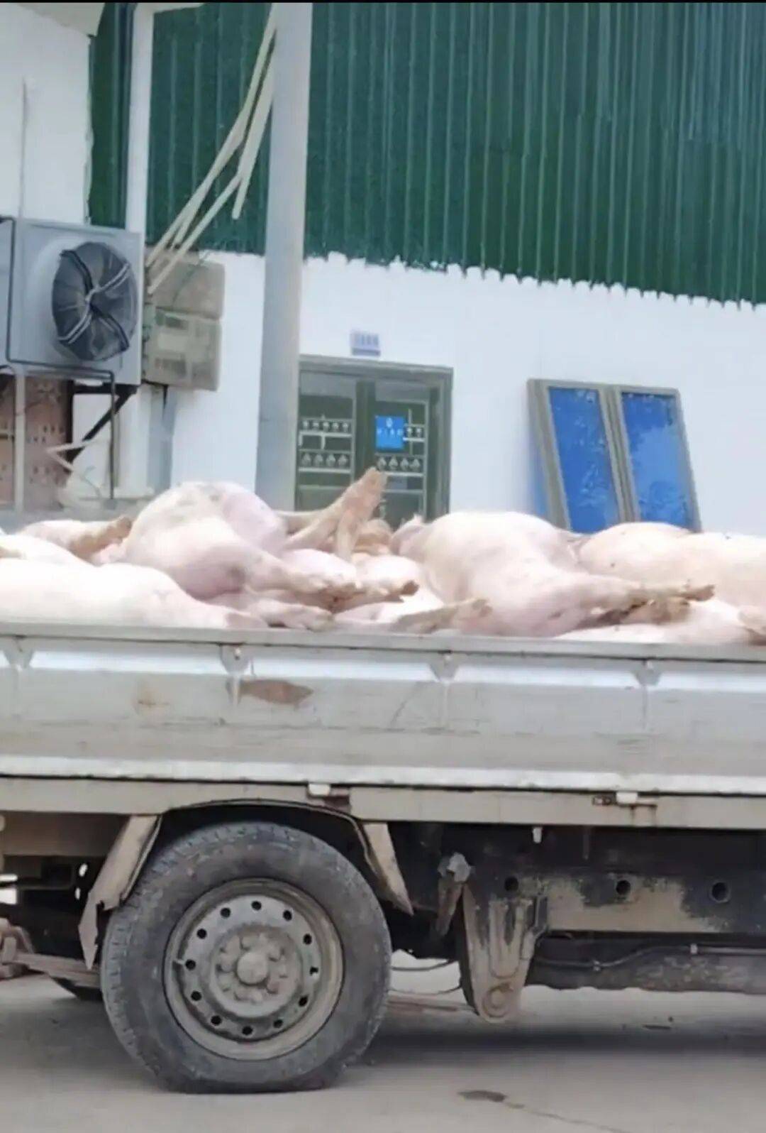 广东一肉联公司门口堆满死猪<strong></p>
<p>怎样买虚拟币</strong>,官方:7人被控制