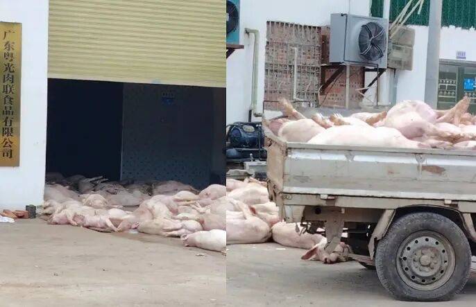 广东一肉联公司门口堆满死猪<strong></p>
<p>怎样买虚拟币</strong>，官方通报：7人被公安控制，涉嫌非法处置死猪