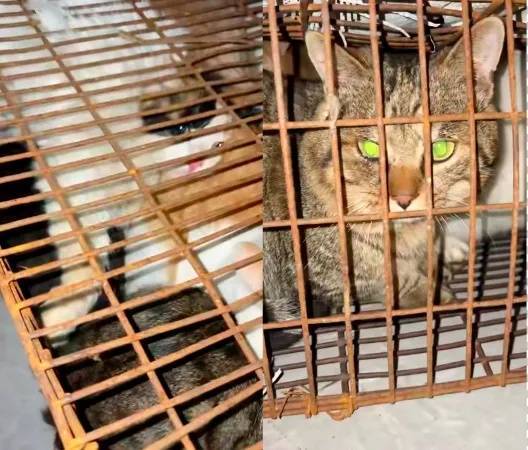 “成都一空置房非法囤猫”?官方通报:共发现被困小猫102只<strong></p>
<p>虚拟币分类</strong>,未发现虐猫行为