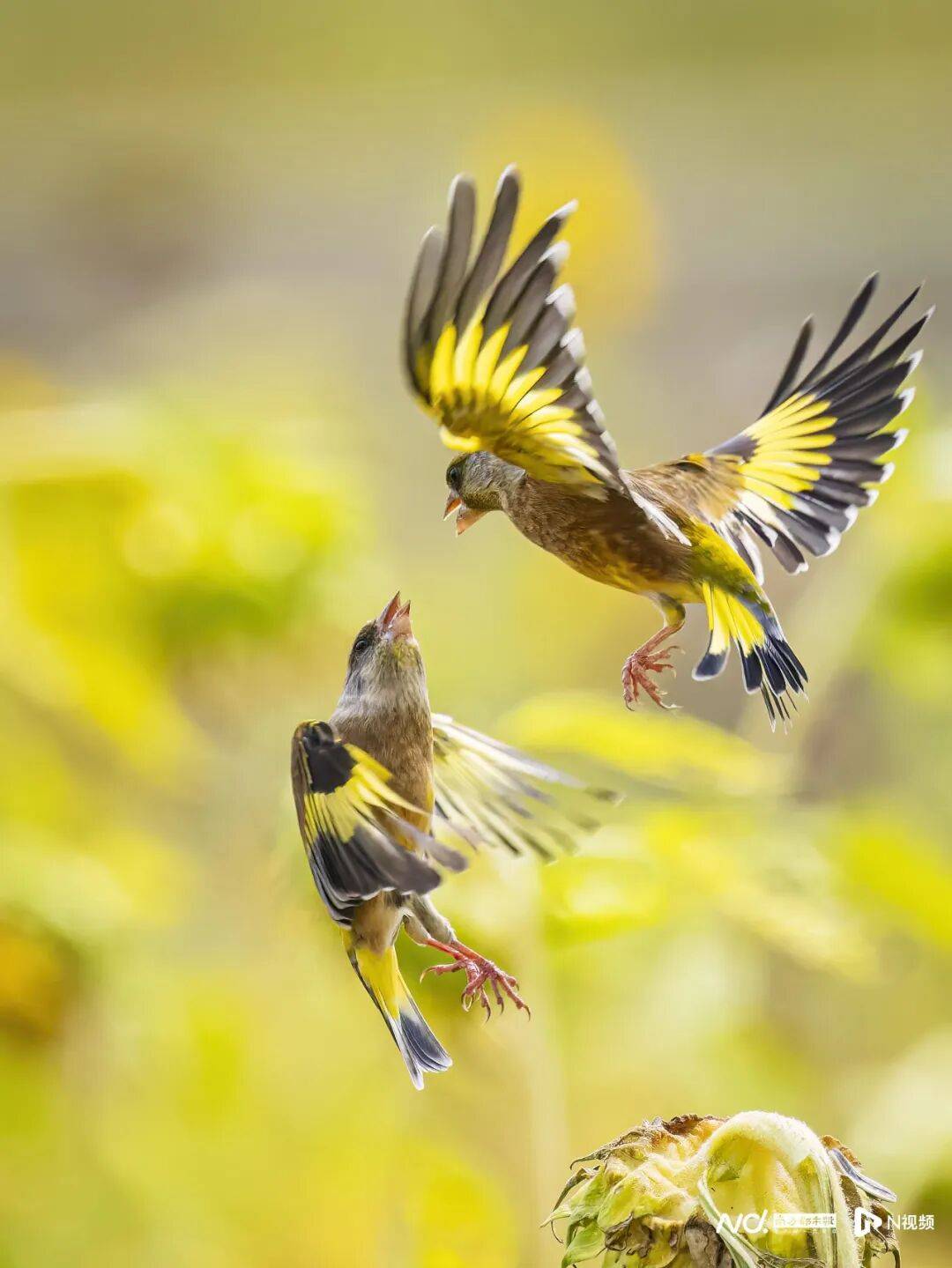 东莞最新发布：将严厉打击这些行为<strong></p>
<p>国家禁止虚拟币</strong>！