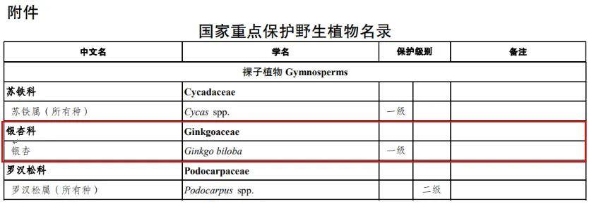 满大街都是银杏树<strong></p>
<p>九龙币虚拟</strong>，为什么还是濒危物种？