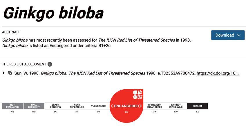 满大街都是银杏树<strong></p>
<p>九龙币虚拟</strong>，为什么还是濒危物种？