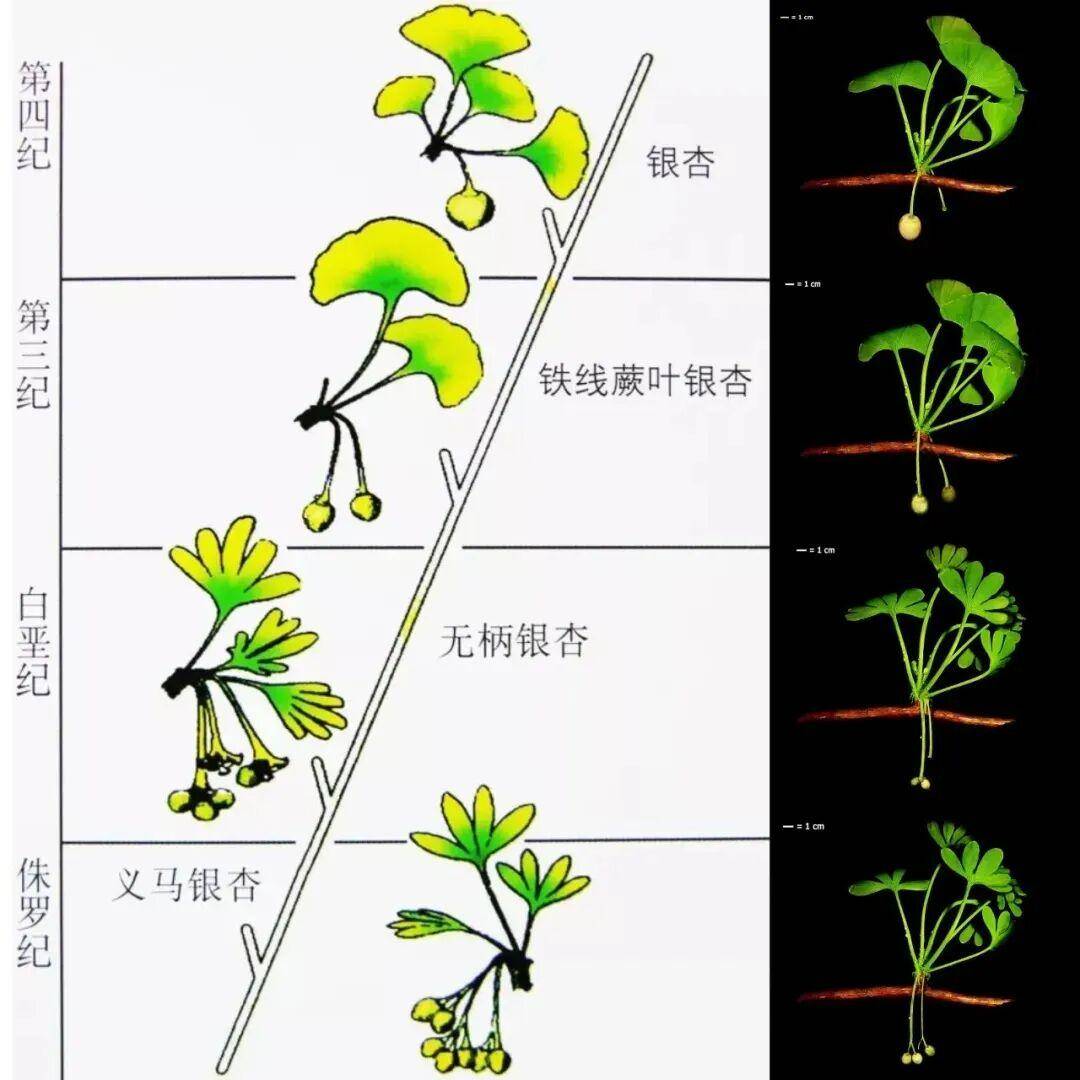 满大街都是银杏树<strong></p>
<p>九龙币虚拟</strong>，为什么还是濒危物种？