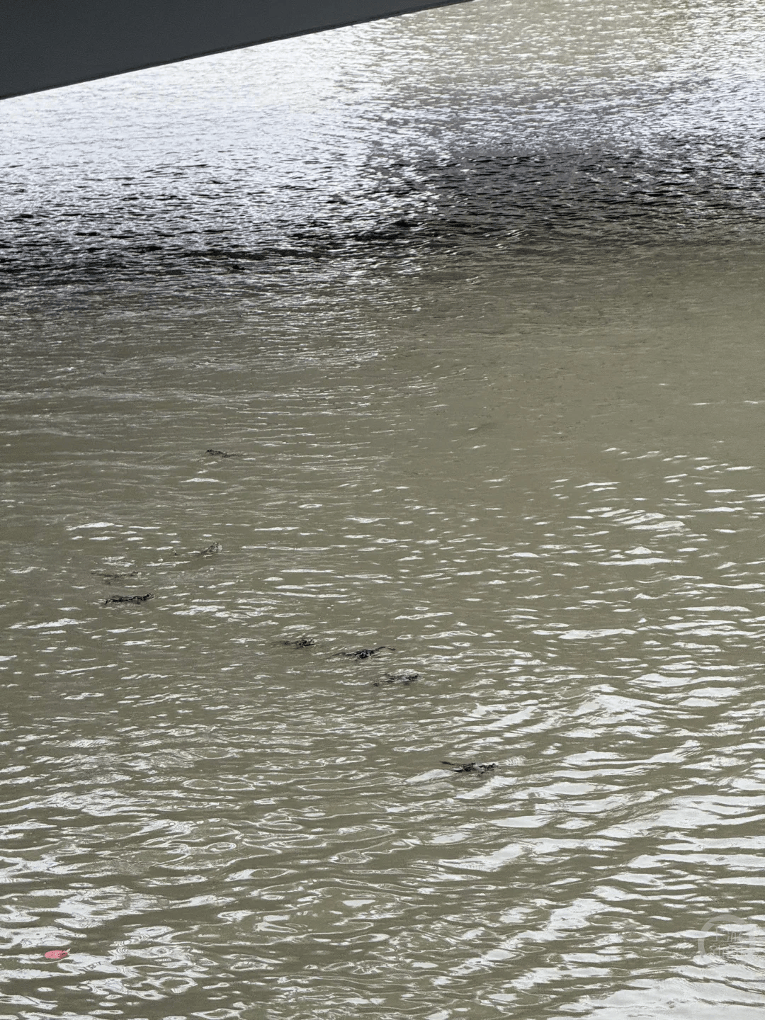 上海苏州河有人放生牛蛙？当地回应：严禁放生外来物种<strong></p>
<p>九龙币虚拟</strong>，市民可提供相关线索