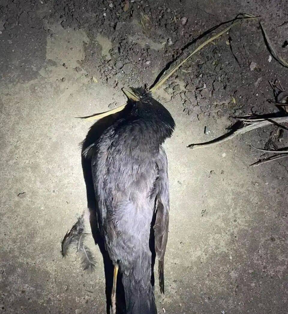 打开冰箱后民警懵了<strong></p>
<p>马吉贝虚拟币</strong>!男子"攒"了44只国家保护动物,供自己食用...