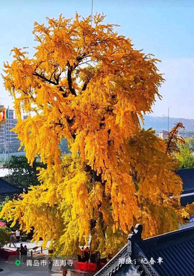 错过等一年！青岛1600岁“银杏王”满树金黄<strong></p>
<p>虚拟币商城开发</strong>，打卡的人“鼓”了
