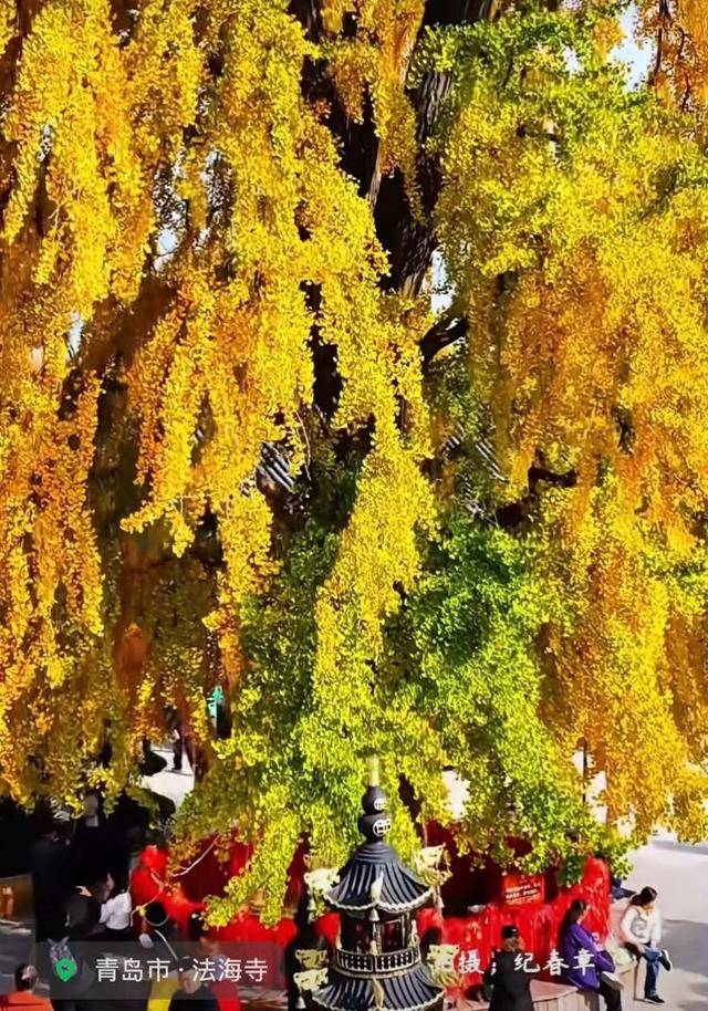 错过等一年！青岛1600岁“银杏王”满树金黄<strong></p>
<p>虚拟币商城开发</strong>，打卡的人“鼓”了