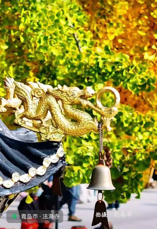 错过等一年！青岛1600岁“银杏王”满树金黄<strong></p>
<p>虚拟币商城开发</strong>，打卡的人“鼓”了