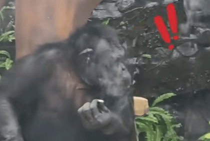 大猩猩抽烟手法娴熟？广西南宁动物园：从小在领养家庭学会抽烟喝酒<strong></p>
<p>储备币虚拟币</strong>，会派人制止