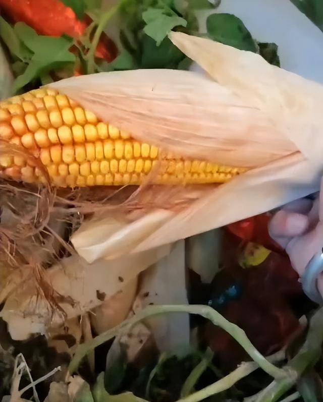 陕西一女子疑因拍亲姑姑偷玉米遭姑父棍杀<strong></p>
<p>虚拟游戏币代理</strong>，邻居欲报警也遇害