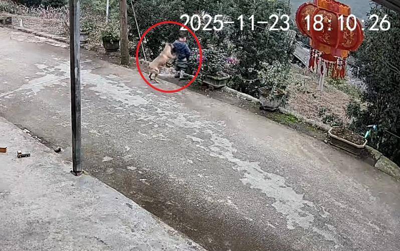 男童路边撒尿遭自家狗狗“偷袭”<strong></p>
<p>虚拟q币充值器</strong>，从背后推下近2米的高坎，家长：孩子没受伤