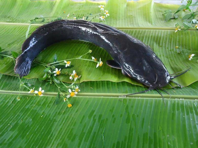 都江堰一水库被放生万斤外来物种埃及塘鲺？官方澄清：已进行阻止和打捞<strong></p>
<p>虚拟币名字</strong>，经鉴定是本地八须鲶