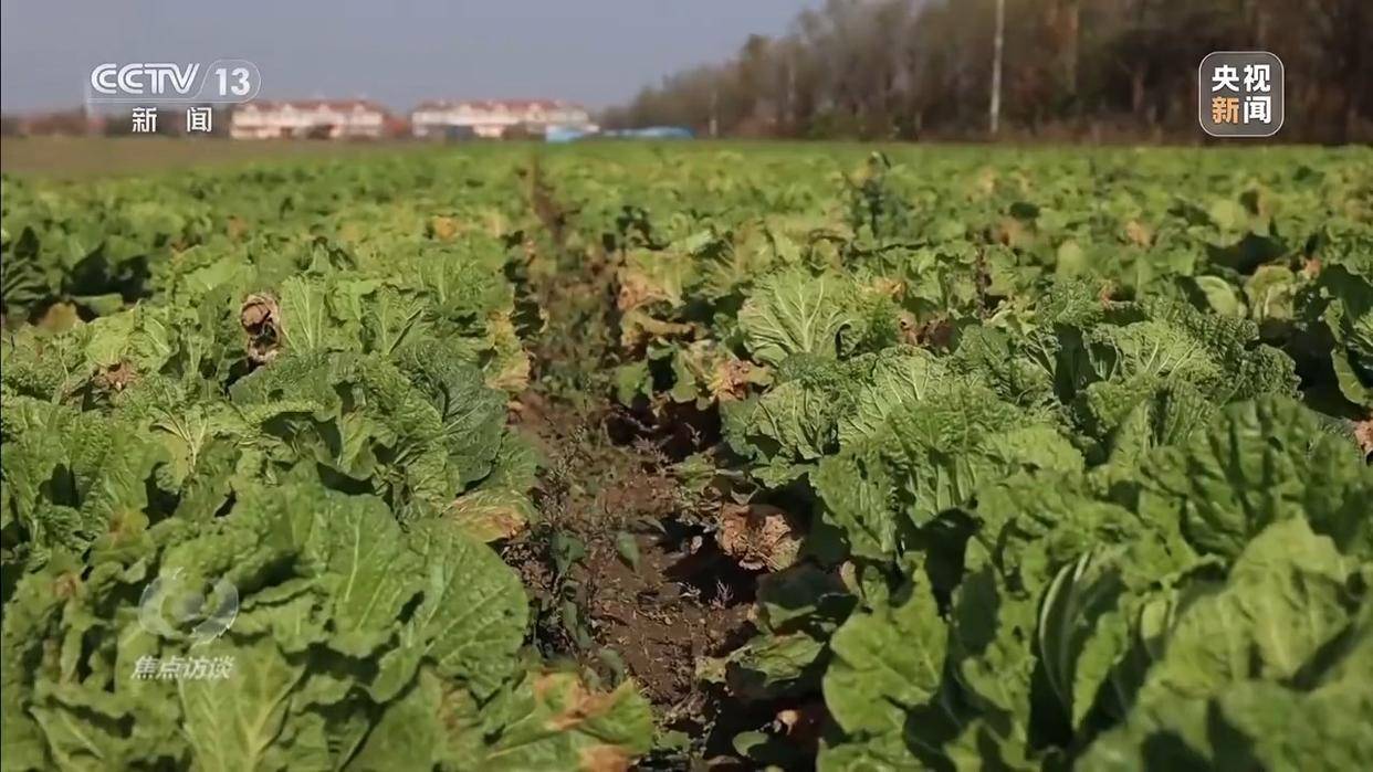 单棵售价超百元<strong></p>
<p>虚拟龙凤币</strong>，起底“套牌白菜”背后的销售套路