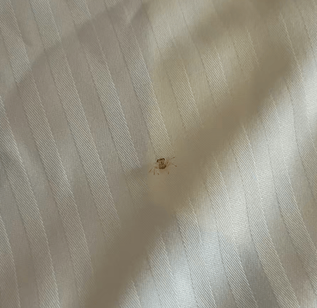 男子在三亚游泳耳朵现闷堵感<strong></p>
<p>现货白银技巧</strong>,一只活体小螃蟹从耳道爬出! 农业部门提醒:建议下海戴耳塞